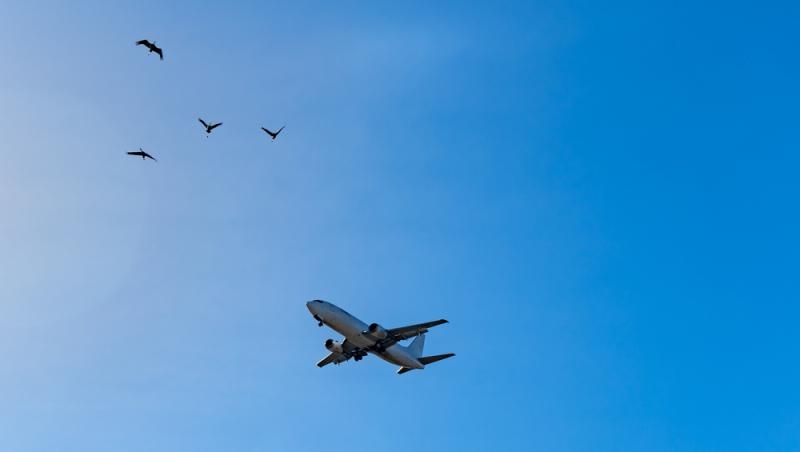 O pasăre poate zbura chiar și până la 11.300 de metri altitudine. Ce specie poate zbura mai sus decât avioanele