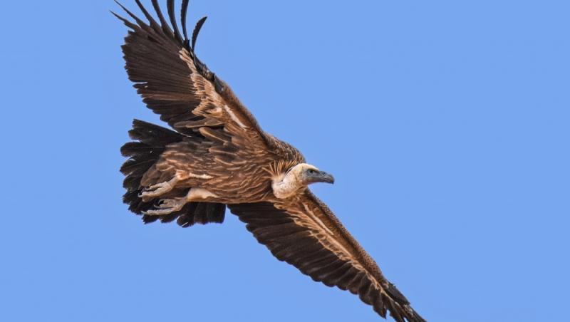 O pasăre poate zbura chiar și până la 11.300 de metri altitudine. Ce specie poate zbura mai sus decât avioanele