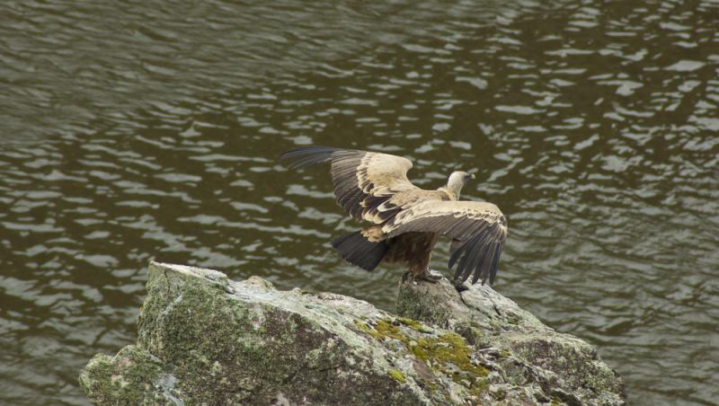 O pasăre poate zbura chiar și până la 11.300 de metri altitudine. Ce specie poate zbura mai sus decât avioanele
