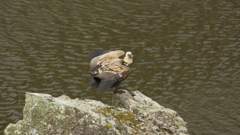 O pasăre poate zbura chiar și până la 11.300 de metri altitudine. Ce specie poate zbura mai sus decât avioanele