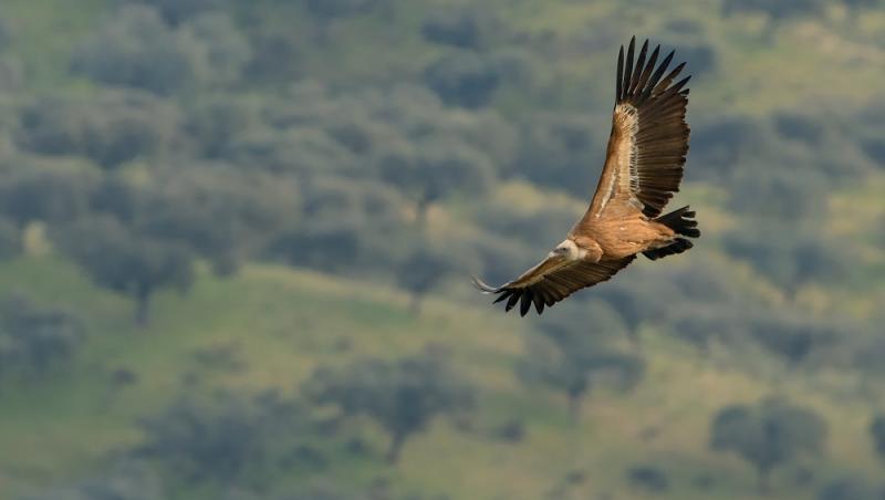 O pasăre poate zbura chiar și până la 11.300 de metri altitudine. Ce specie poate zbura mai sus decât avioanele
