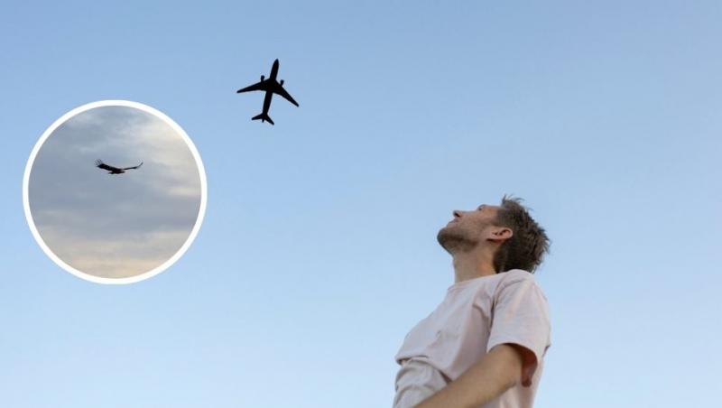 claj bărbat care se uită la un avion pe cer și vulturul Rüppel în zbor