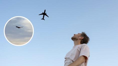 O pasăre poate zbura chiar și până la 11.300 de metri altitudine. Ce specie poate zbura mai sus decât avioanele