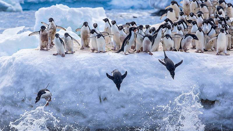 Motivul pentru care Donald Trump a impus taxe „insulelor pinguinilor”, deși sunt nepopulate. Explicația pentru decizia bizară