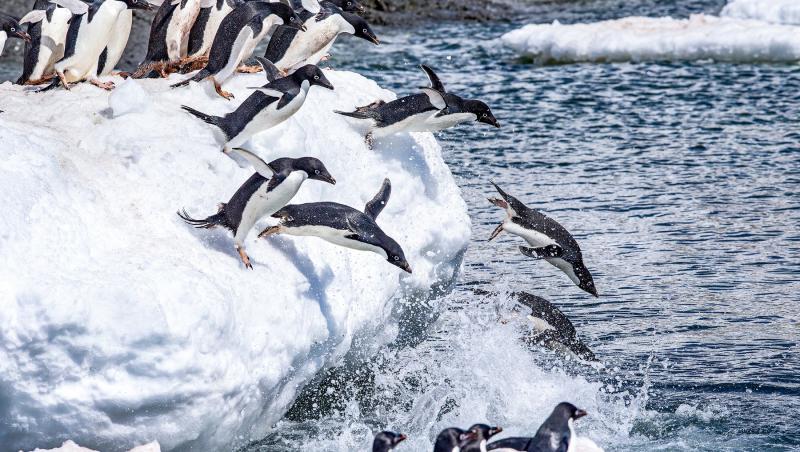 Motivul pentru care Donald Trump a impus taxe „insulelor pinguinilor”, deși sunt nepopulate. Explicația pentru decizia bizară