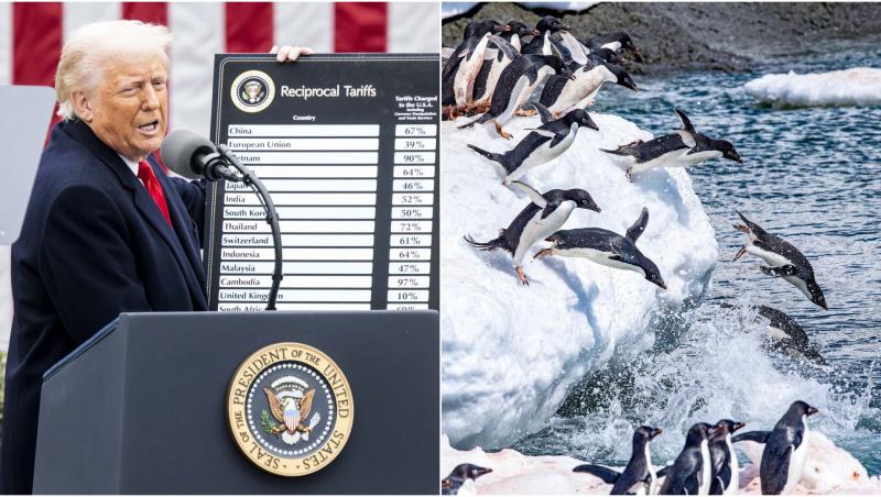 colaj foto donald trump si mai multi pinguini care sar in apa