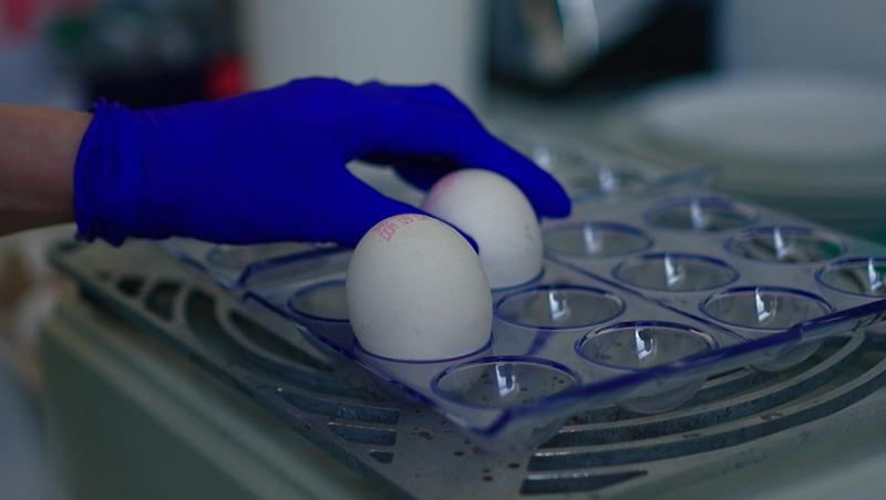 Noul sezon „Ce ne puneți în mâncare” debutează astăzi cu un subiect alarmant: riscul toxic din vopseaua pentru ouăle de Paşte