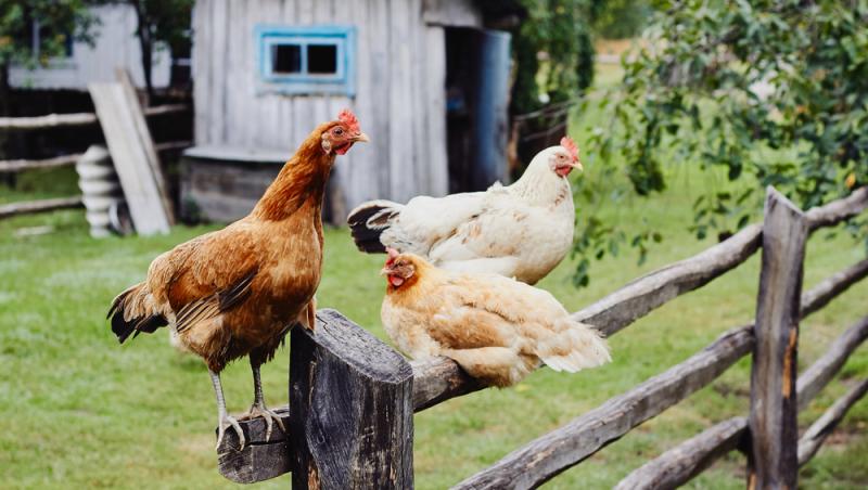 Un bărbat a transformat cotețul de găini într-un apartament cu două camere. Ce sumă obține lunar după ce l-a dat în chirie