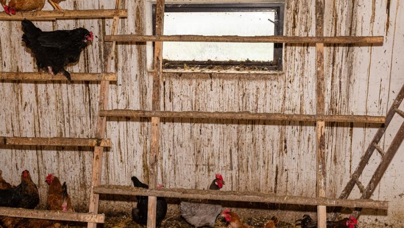 Un bărbat a transformat cotețul de găini într-un apartament cu două camere. Ce sumă obține lunar după ce l-a dat în chirie