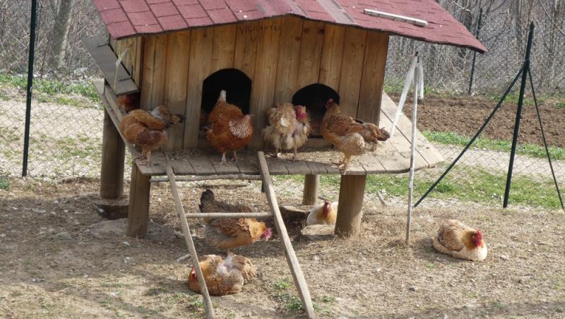 Un bărbat a transformat cotețul de găini într-un apartament cu două camere. Ce sumă obține lunar după ce l-a dat în chirie