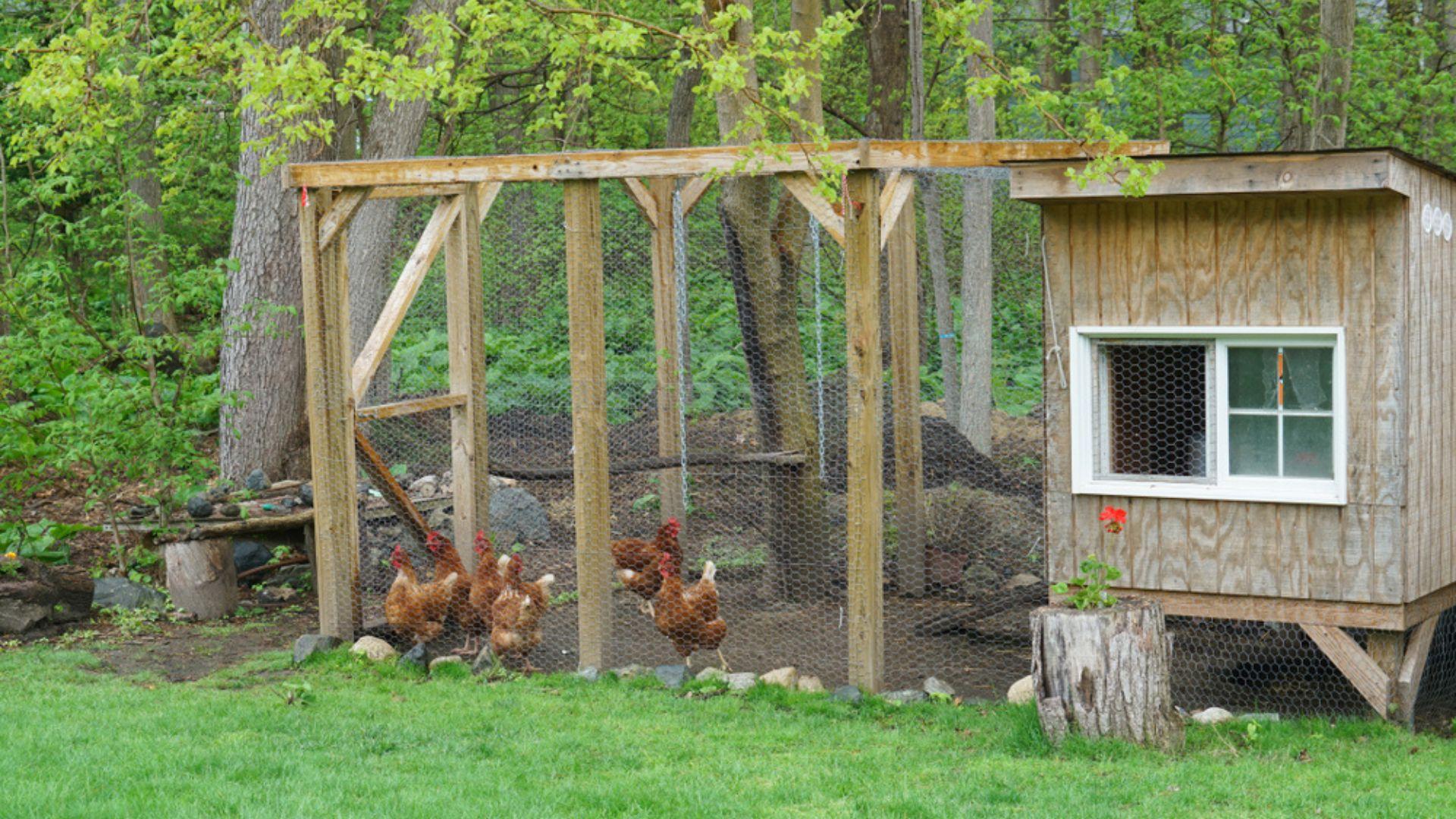 Un bărbat a transformat cotețul de găini într-un apartament cu două camere. Ce sumă obține lunar după ce l-a dat în chirie