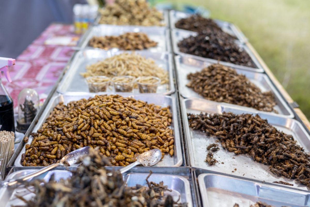 16 specii de insecte au fost aprobate pentru a fi consumate în Singapore