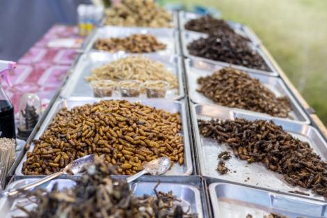 16 specii de insecte au fost aprobate pentru a fi consumate în Singapore