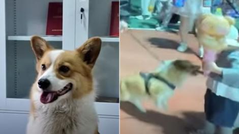 Imaginile cu un câine polițist care fură mâncarea unui copil au devenit virale. Patrupedul nu este la prima abatere | VIDEO