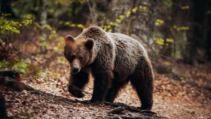 Baloo în Parcul Natural Grădiștea Muncelului-Cioclovina. Cum s-a dat în spectacol un urs | VIDEO