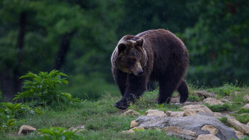 Baloo în Parcul Natural Grădiștea Muncelului-Cioclovina. Cum s-a dat în spectacol un urs | VIDEO