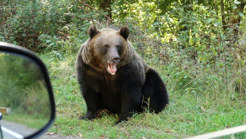 Baloo în Parcul Natural Grădiștea Muncelului-Cioclovina. Cum s-a dat în spectacol un urs | VIDEO