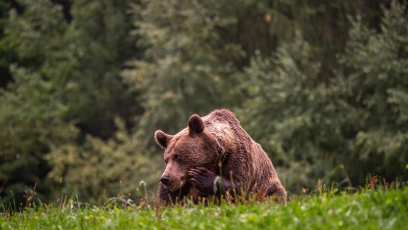 Baloo în Parcul Natural Grădiștea Muncelului-Cioclovina. Cum s-a dat în spectacol un urs | VIDEO