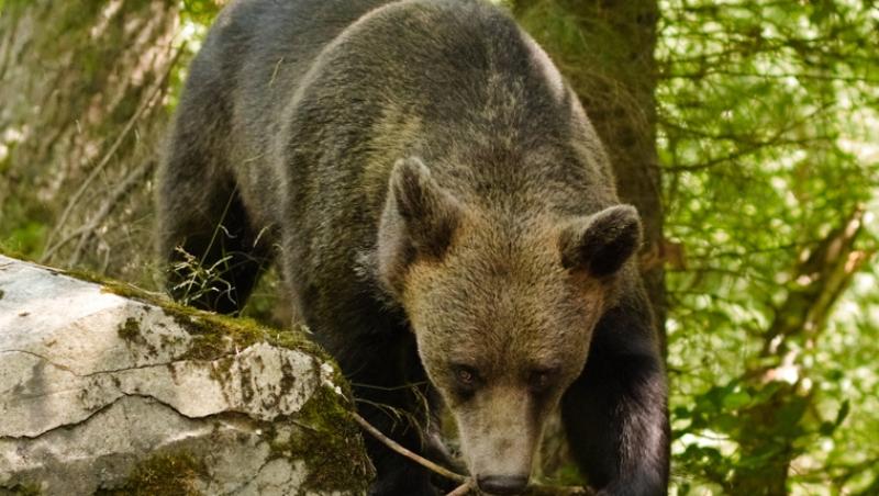 Baloo în Parcul Natural Grădiștea Muncelului-Cioclovina. Cum s-a dat în spectacol un urs | VIDEO