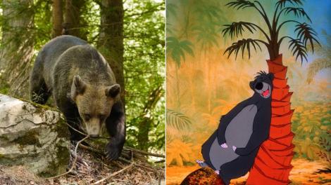 Baloo în Parcul Natural Grădiștea Muncelului-Cioclovina. Cum s-a dat în spectacol un urs | VIDEO