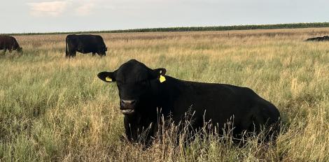 (P) Vita Angus – De ce este considerată cea mai bună carne de vită din lume?