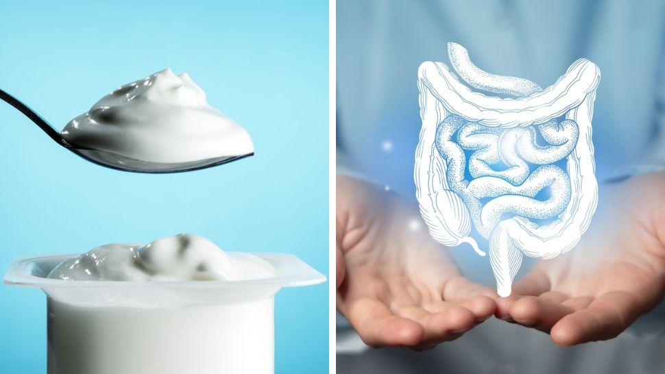 colaj cu iaurt si sistemul digestiv uman