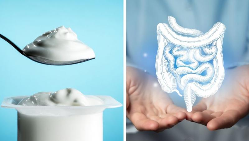 colaj cu iaurt si sistemul digestiv uman