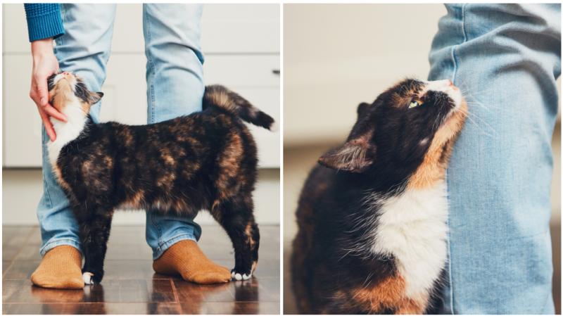 Colaj cu o pisică în trei culori care se freacă de picioarele stăpânului ei