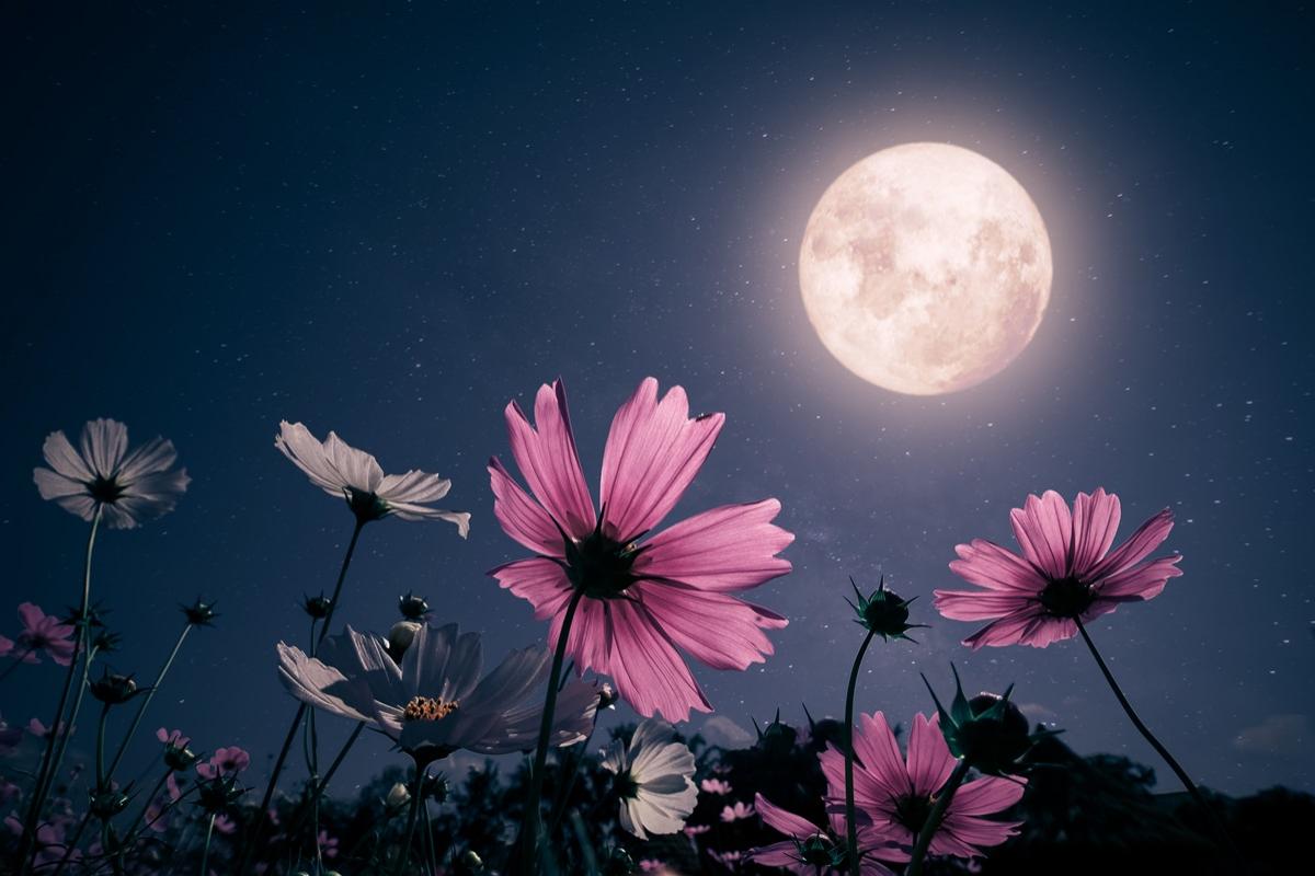 Luna Florilor 2025. De ce Luna Plină din mai e diferită față de celelalte