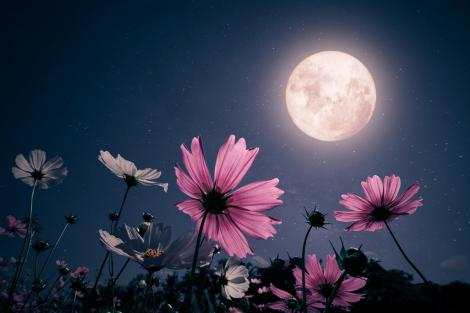 Luna Florilor 2025. De ce Luna Plină din mai e diferită față de celelalte