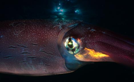 Creatura „colosală” nemaivăzută de 100 de ani a apărut din nou. Unde se găsește viețuitoarea imensă