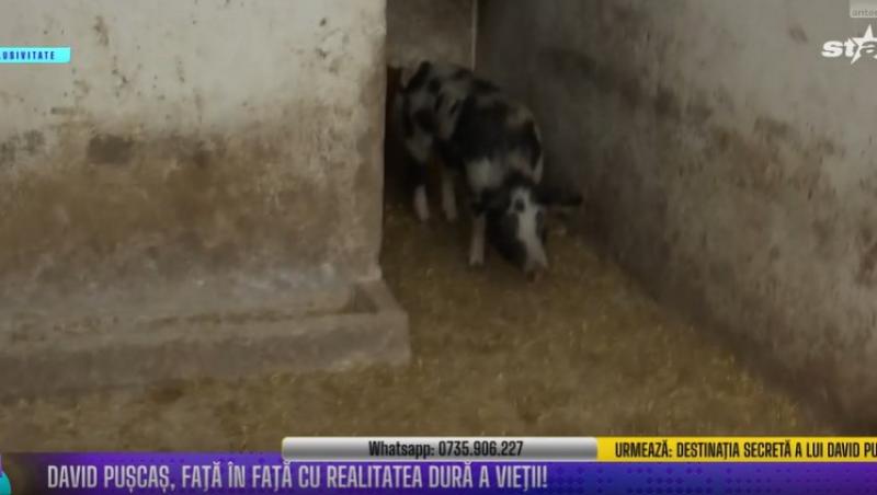 David Pușcaș a dat o probă de angajare la o fermă de porci. Ce a urmat când a dat nas în nas cu purceii. Imagini de pomină
