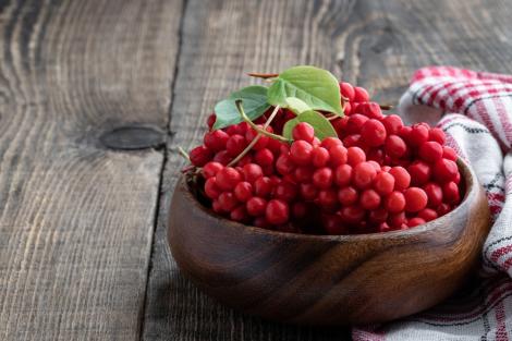Schizandra, o plantă medicinală cu proprietăți și beneficii importante pentru sănătate