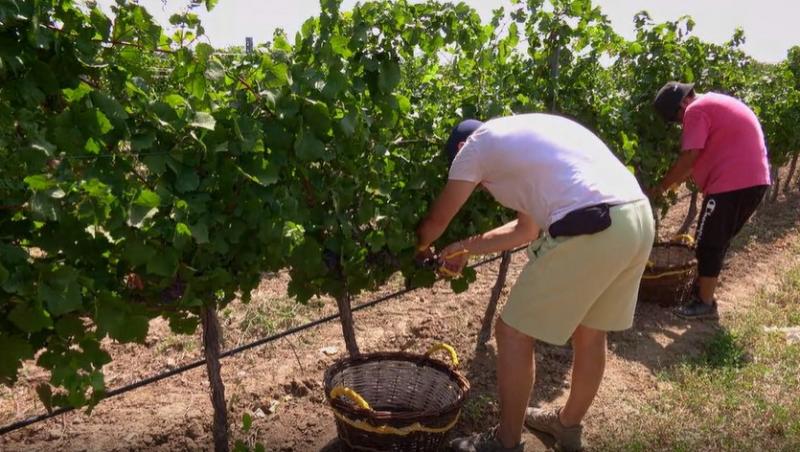 Poftiți pe la noi: Poftiți la întrecere, 11 iunie 2025. Ce echipă de vedete a câștigat etapa. Proba a dezlănțuit haosul