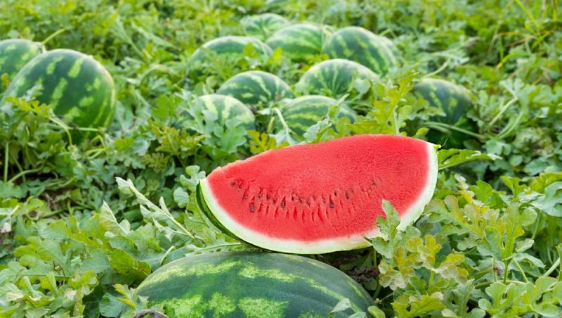 Au apărut pepenii de Dăbuleni pe piață. Cu cât se vinde kilogramul