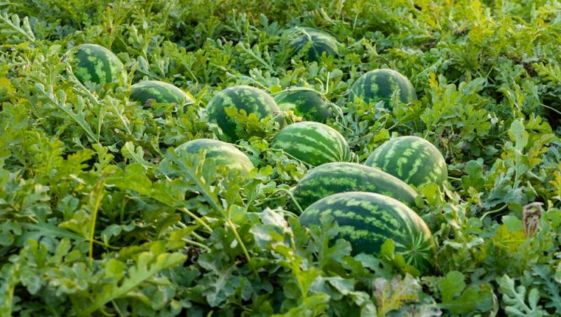 Au apărut pepenii de Dăbuleni pe piață. Cu cât se vinde kilogramul