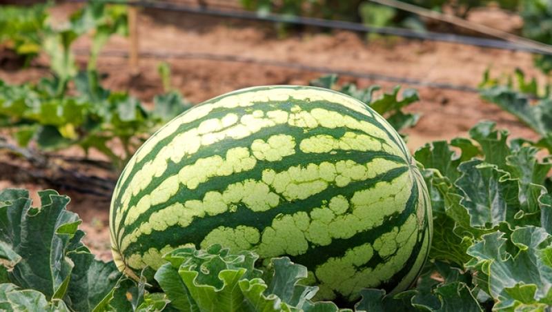 Au apărut pepenii de Dăbuleni pe piață. Cu cât se vinde kilogramul