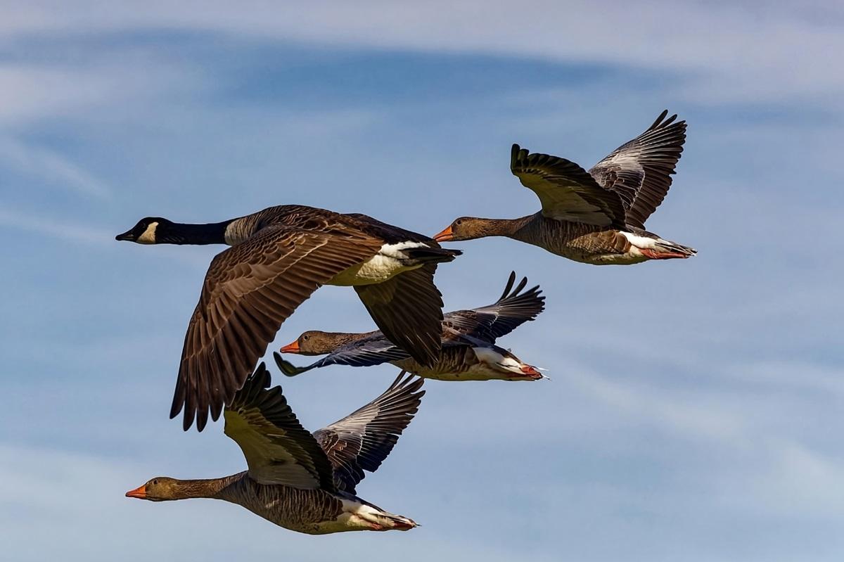 Cum știu păsările migratoare unde să zboare. Experții au dezvăluit sistemul inedit pe care îl folosesc