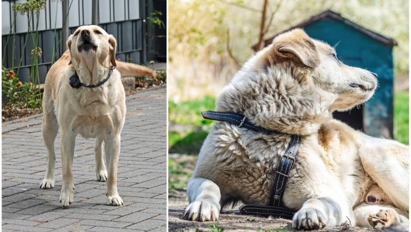 colaj foto cu caine alb