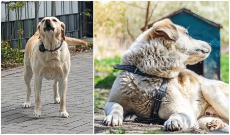Ce a putut să facă un bărbat, după ce câinele vecinului a lătrat toată noaptea. Ce a urmat