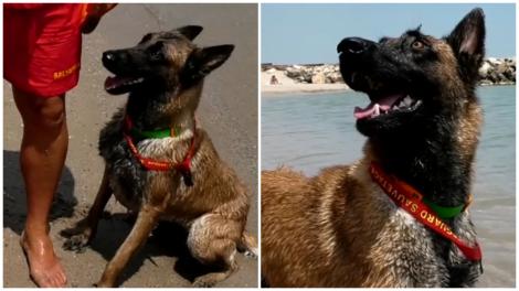 Chelsea este salvamarul celebru de la Costinești anul acesta. Ce spun turiștii despre patrupedul care i-a convins și pe sceptici