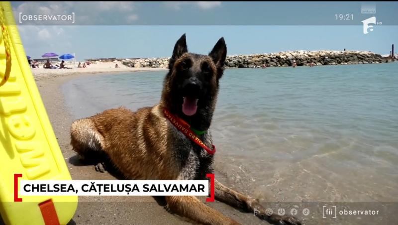 Chelsea este salvamarul celebru de la Costinești anul acesta. Ce spun turiștii despre patrupedul care i-a convins și pe sceptici