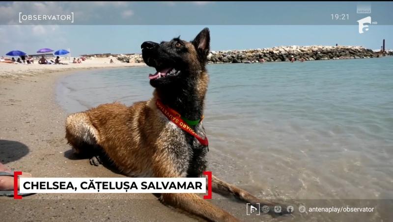 Chelsea este salvamarul celebru de la Costinești anul acesta. Ce spun turiștii despre patrupedul care i-a convins și pe sceptici