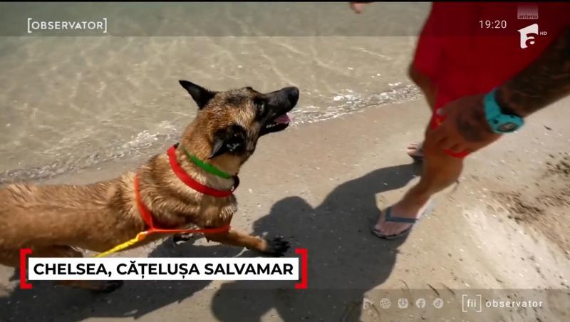 Chelsea este salvamarul celebru de la Costinești anul acesta. Ce spun turiștii despre patrupedul care i-a convins și pe sceptici