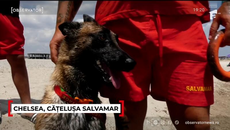 Chelsea este salvamarul celebru de la Costinești anul acesta. Ce spun turiștii despre patrupedul care i-a convins și pe sceptici