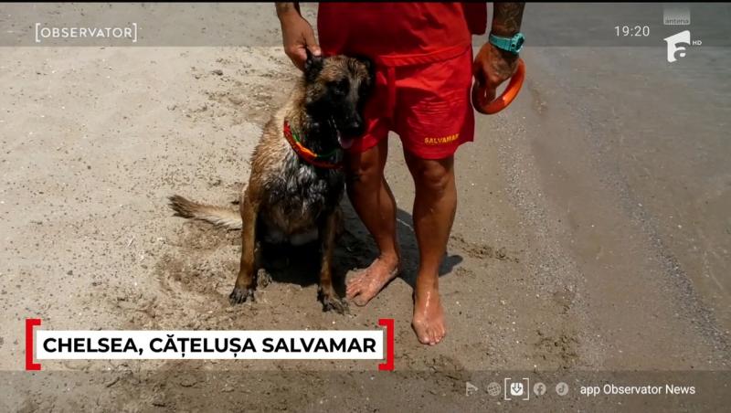 Chelsea este salvamarul celebru de la Costinești anul acesta. Ce spun turiștii despre patrupedul care i-a convins și pe sceptici