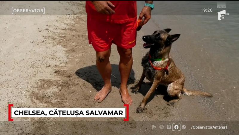 Chelsea este salvamarul celebru de la Costinești anul acesta. Ce spun turiștii despre patrupedul care i-a convins și pe sceptici
