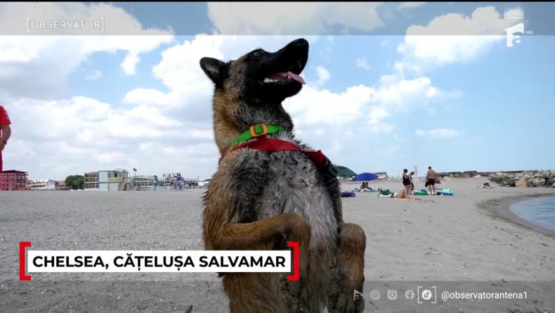 Chelsea este salvamarul celebru de la Costinești anul acesta. Ce spun turiștii despre patrupedul care i-a convins și pe sceptici