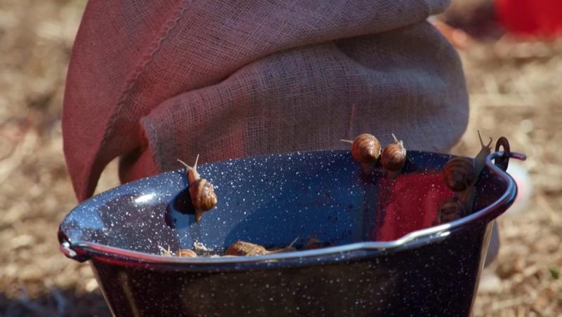 Poftiți pe la noi: Poftiți la întrecere, 24 iunie 2025. Ce echipă de vedete a câștigat proba la ferma de melci. Ce a pățit Rikito