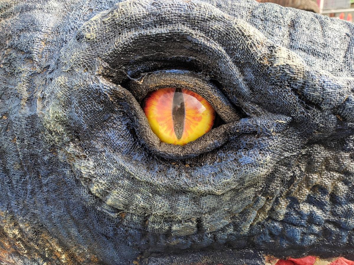 Ce animal are cea mai bună vedere. Viețuitoarele care văd de mii de ori mai bine decât oamenii